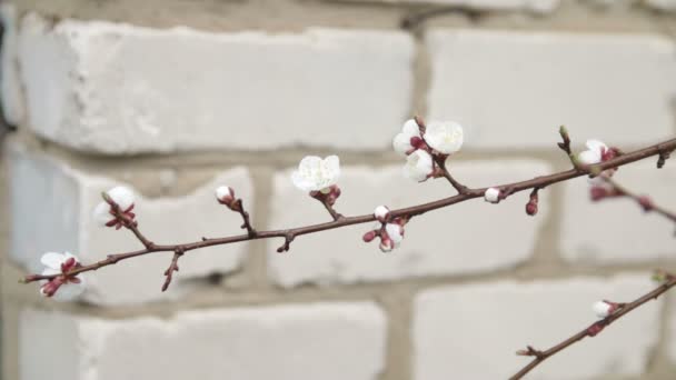 Flores de damasco de primavera. flores de damasco-árvore — Vídeo de Stock