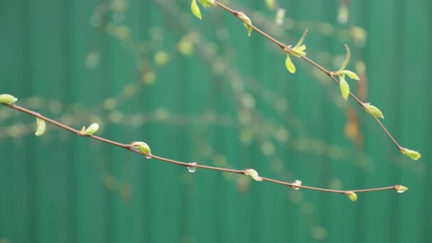 Una betulla è in primavera con foglie verdi — Video Stock