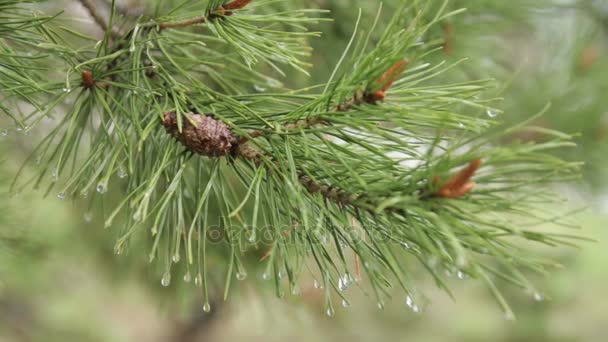 Zielony pine oddział po deszczu — Wideo stockowe