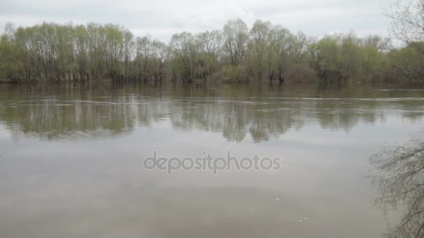 Flujo del río de inundación, árboles forestales derramados después de una gran tormenta eléctrica. Desastres naturales, catástrofes, tormentas de lluvia . — Vídeos de Stock