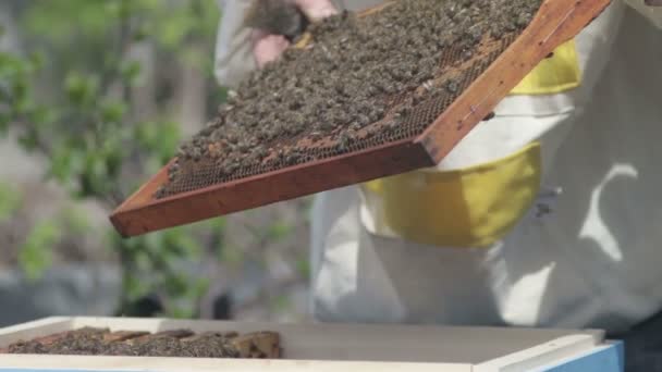 Apicultor mostrando el panal en el marco . — Vídeo de stock