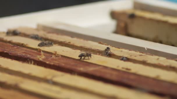 Open beehive with bees and frameworks — Stock video