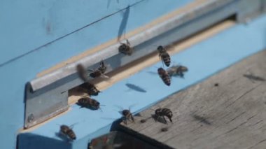 Arıcılık, arılar ön giriş yığını.