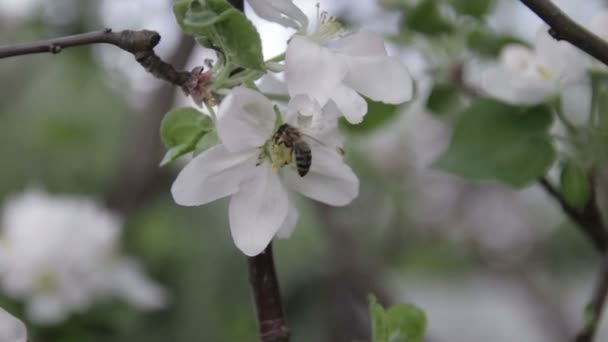 La abeja se sienta en una flor de un arbusto floreciendo manzano y lo poliniza — Vídeo de stock