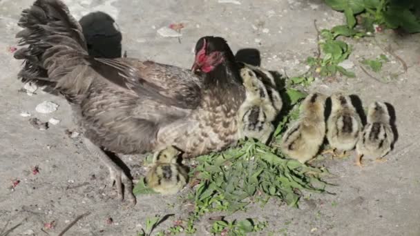 Gallina con aves de pollo en el patio — Vídeo de stock