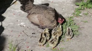 Tavuk tavuk kuş avluda