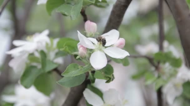 Biet sitter på en blomma av en buske blommande äpple-träd och pollinerar honom — Stockvideo