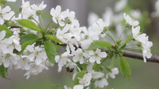 Abelha em umas flores de cereja em primavera . — Vídeo de Stock