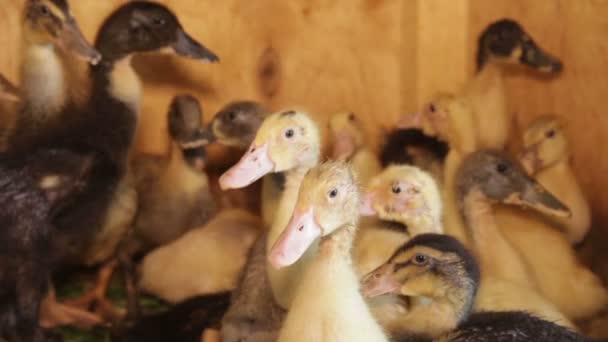 Kleine Entchen, Küken drängen sich in der Ecke des Käfigs. — Stockvideo