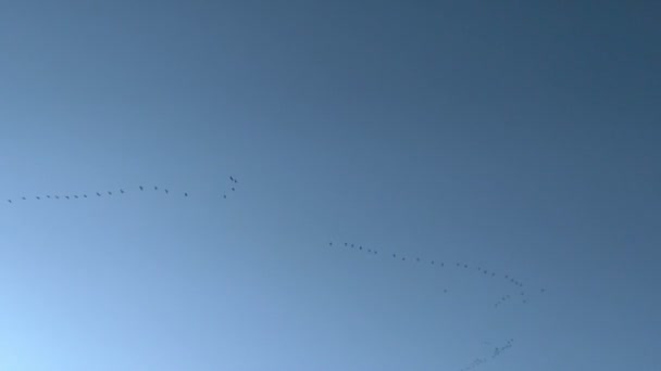 Птичий клин в чистое небо — стоковое видео