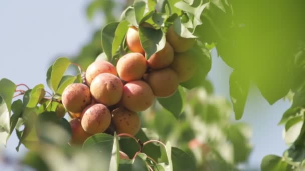 Abricots frais sur un arbre Vidéo De Stock