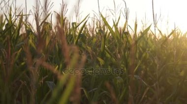 Mısır sapı püsküllü altın bir gün batımı önünde silüeti