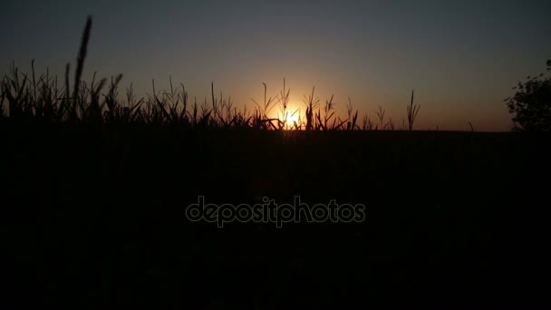 Siluett av majs stjälk tofsar framför en gyllene solnedgång. — Stockvideo