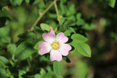 Kır çiçekleri yüksek çözünürlüklü olarak kullanılabilir ve projenizin gereksinimlerini karşılamak için çeşitli boyutlarda