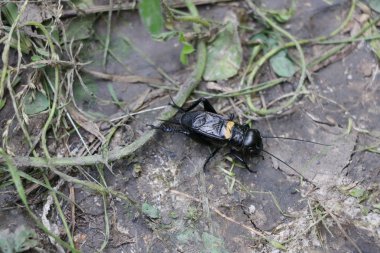 Büyük siyah kriket