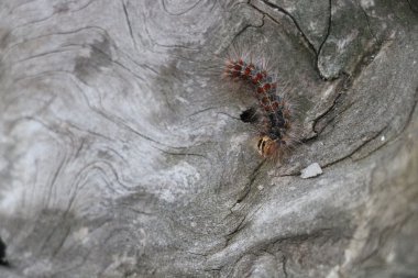 Komik tırtıl yüksek çözünürlüklü olarak kullanılabilir ve projenizin gereksinimlerini karşılamak için çeşitli boyutlarda