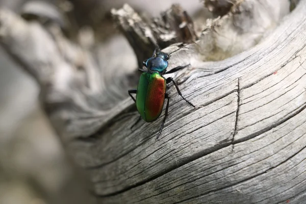 Colorfull insect of insect — Stockfoto