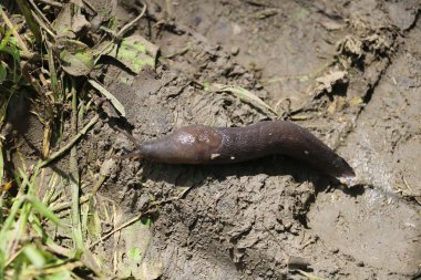 Slug yeşil ormanın içinde