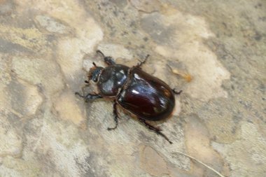 Gergedan böceği erkek