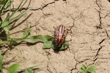 Gorund üzerinde sürünerek büyük chafer