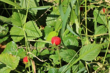 vahşi kırmızı çiçekler