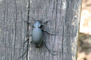 Siyah böcek ya da böcek