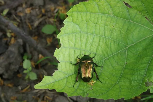 Zelená bug hmyzu na zelený list — Stock fotografie