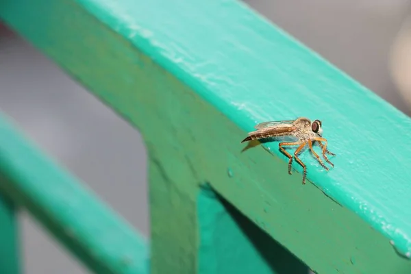 Nagy szúnyog rovar — Stock Fotó