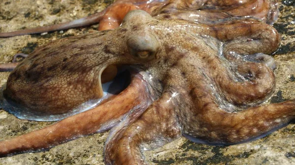 Octopus vulgaris animais selvagens — Fotografia de Stock