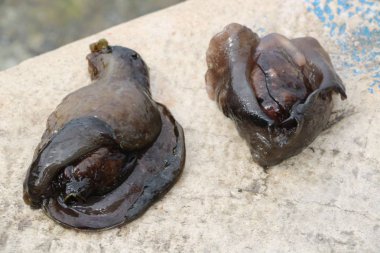 İki deniz yaratığı