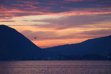 Uçan kuş ile güzel gün batımı