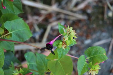 Bir pembe çiçek yeme büyük siyah arı