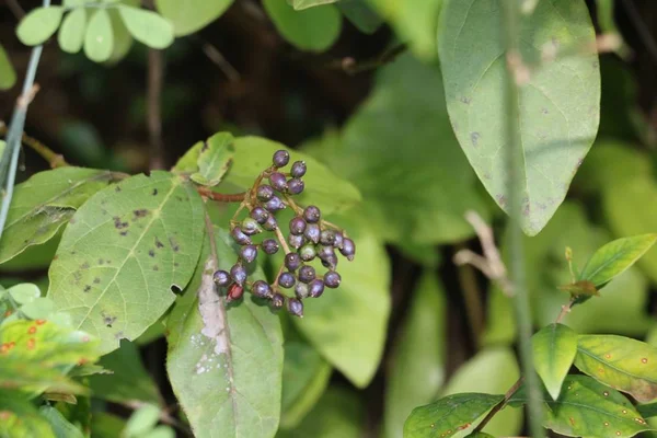 Plante pourpre sauvage — Photo