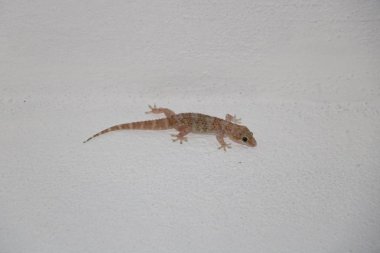 Kertenkele veya duvardaki gecko