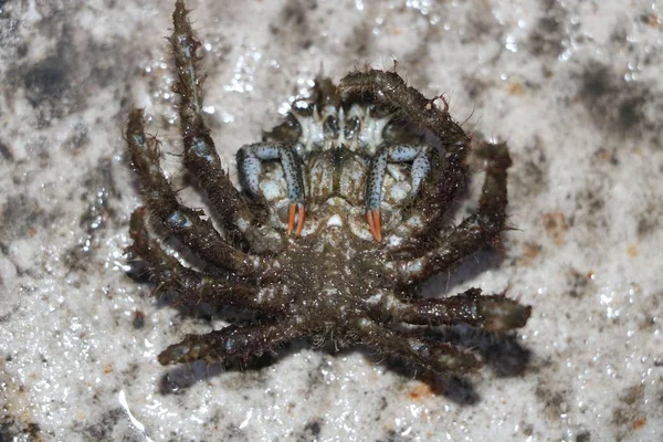 Mannelijke spider krab — Stockfoto