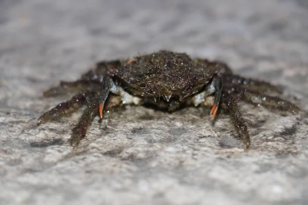 Mužské spider krab — Stock fotografie