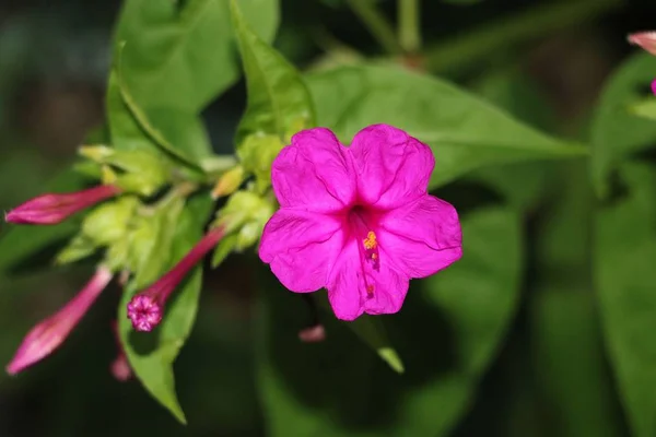 Bellissimo fiore di rosa — Foto Stock