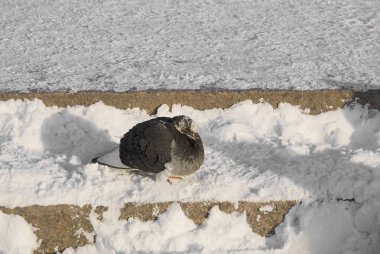 Kaldırımda karlı kış görüntü güvercin