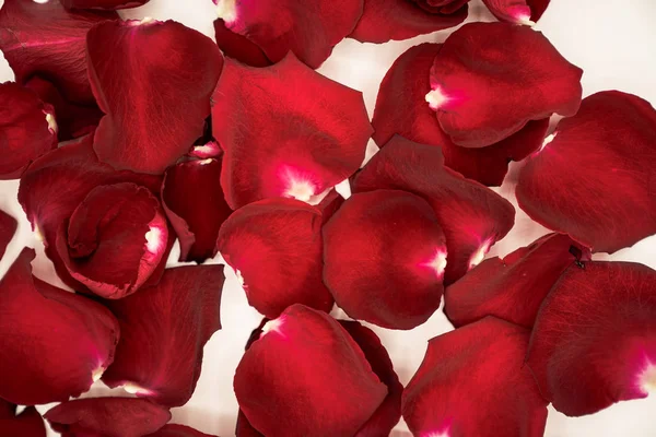 Background of beautiful red rose petals Royalty Free Stock Images