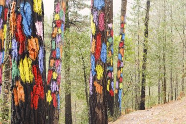 Painted trees on the forest of Oma, Urdaibai Biosphere Reserve, Biscay, Spain. clipart
