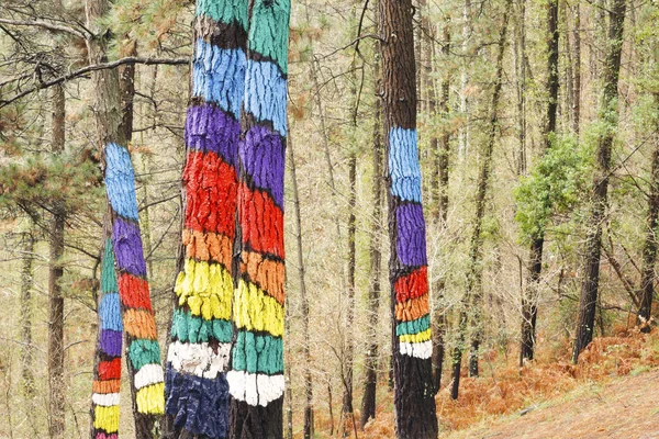 Oma orman, Urdaibai biyosfer rezervi, Biskay, İspanya ağaçta boyanmış.