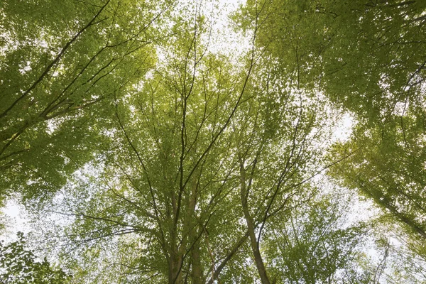 Otzarreta kayın ormanı. Gorbea Tabiat Parkı. Bask ülke, İspanya.