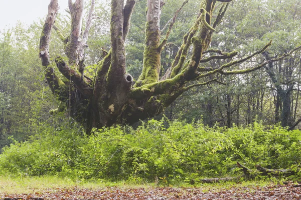 Otzarreta kayın ormanı. Gorbea Tabiat Parkı. Bask ülke, İspanya.