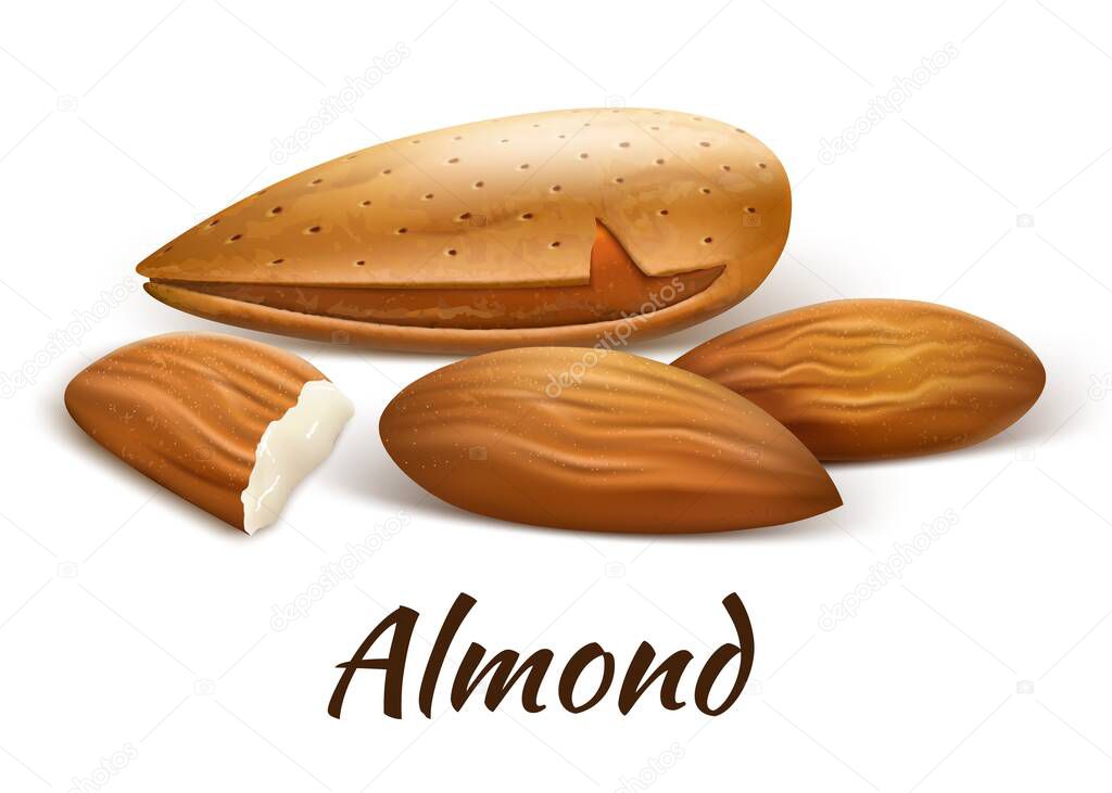 Almond nuts vector