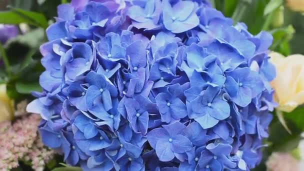 令人惊异的蓝色绣球花。非常接近了婚礼装饰背景 — 图库视频影像