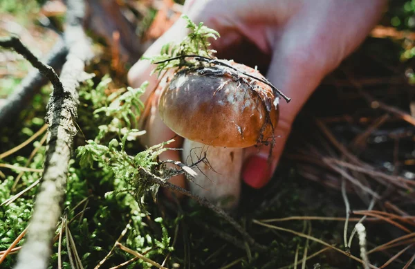 Girl first found a mushroom in the forest
