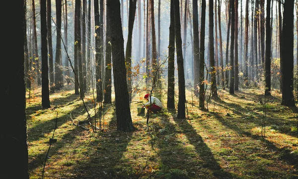Girl gathers mushrooms in the sunny forest Obraz Stockowy