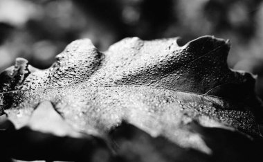 Black and white leaf with water drops in the morning