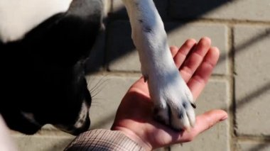 Şirin köpek yavrusu kıza beşlik çakıyor. Kız ve köpeğin arkadaşlığı. Yaklaş, Ağır çekim.