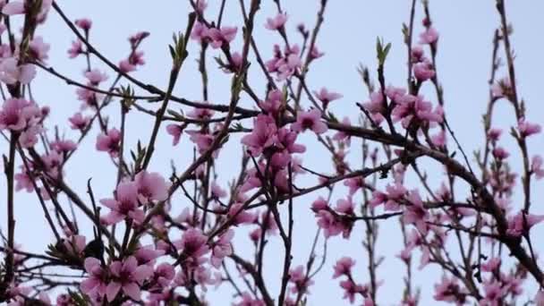 Bijen en bloesem. Perzik tak met bloemen in de lente bloei. — Stockvideo